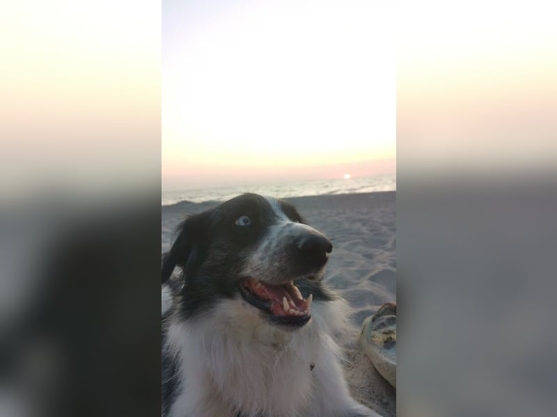Border Collie rüde