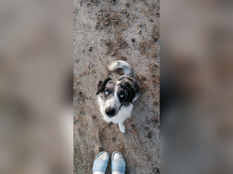 Border Collie rüde