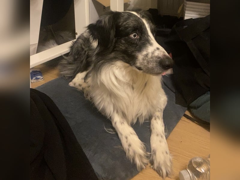 Border Collie rüde