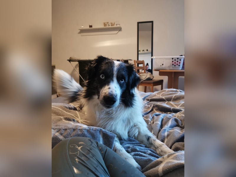 Border Collie rüde