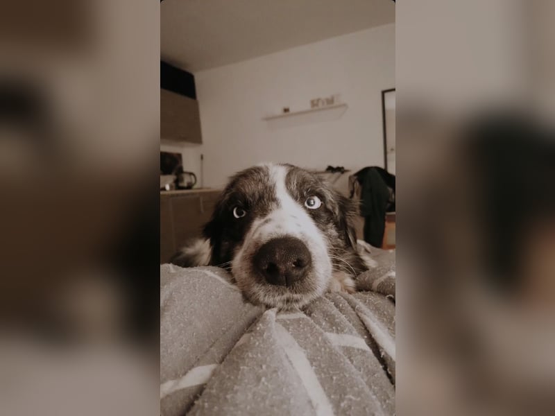 Border Collie rüde