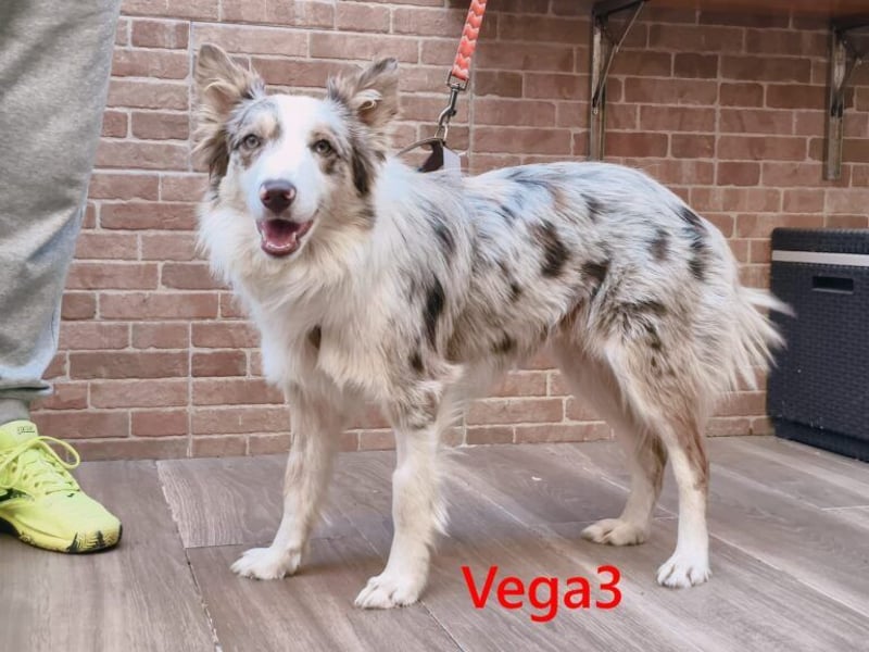 Vega3 geb. 05/2025 (ESP) - wunderschöne, liebevolle Hündin sucht ihr Glück!