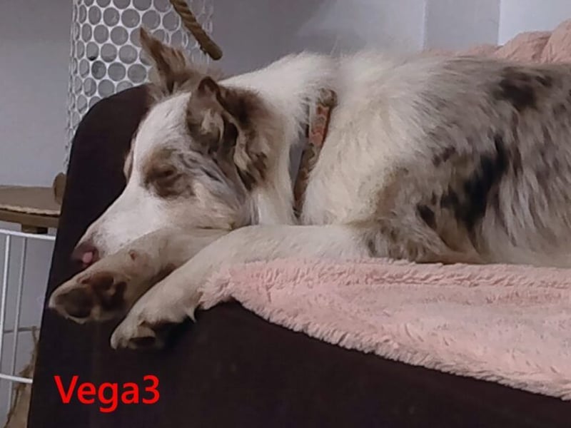 Vega3 geb. 05/2025 (ESP) - wunderschöne, liebevolle Hündin sucht ihr Glück!