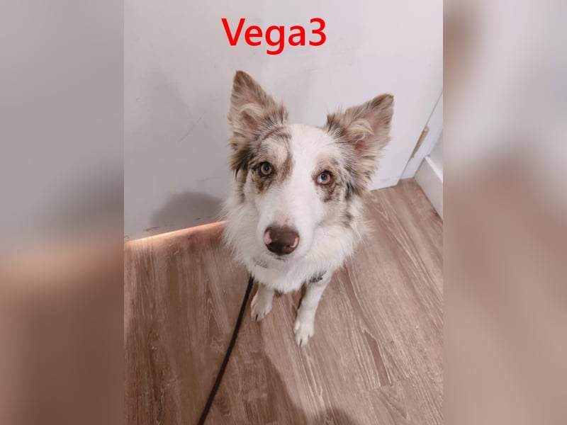Vega3 geb. 05/2025 (ESP) - wunderschöne, liebevolle Hündin sucht ihr Glück!