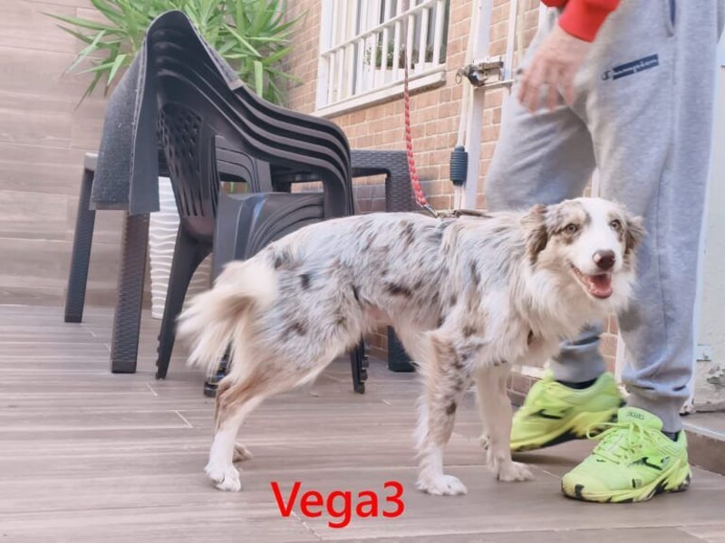 Vega3 geb. 05/2025 (ESP) - wunderschöne, liebevolle Hündin sucht ihr Glück!