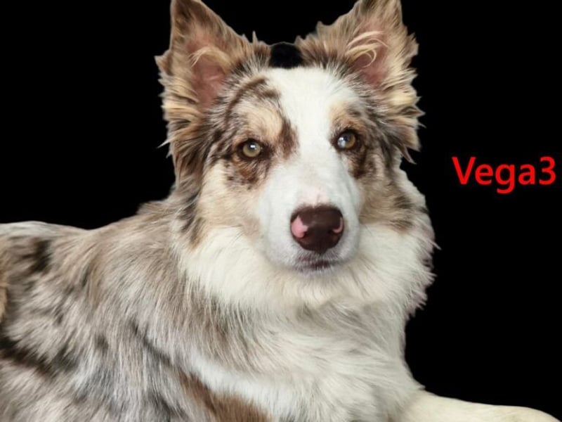 Vega3 geb. 05/2025 (ESP) - wunderschöne, liebevolle Hündin sucht ihr Glück!