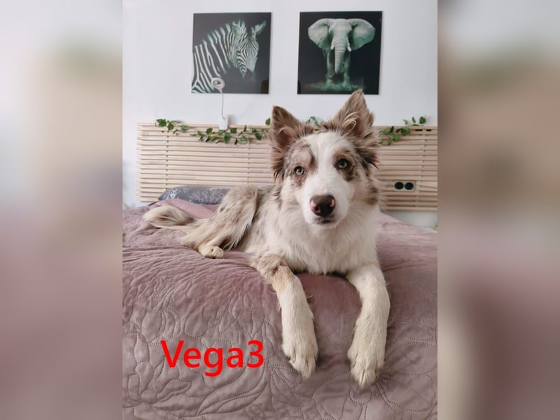 Vega3 geb. 05/2025 (ESP) - wunderschöne, liebevolle Hündin sucht ihr Glück!