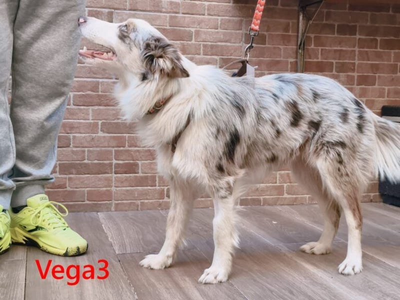 Vega3 geb. 05/2025 (ESP) - wunderschöne, liebevolle Hündin sucht ihr Glück!