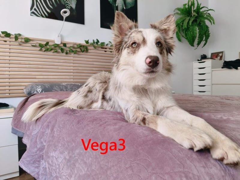 Vega3 geb. 05/2025 (ESP) - wunderschöne, liebevolle Hündin sucht ihr Glück!