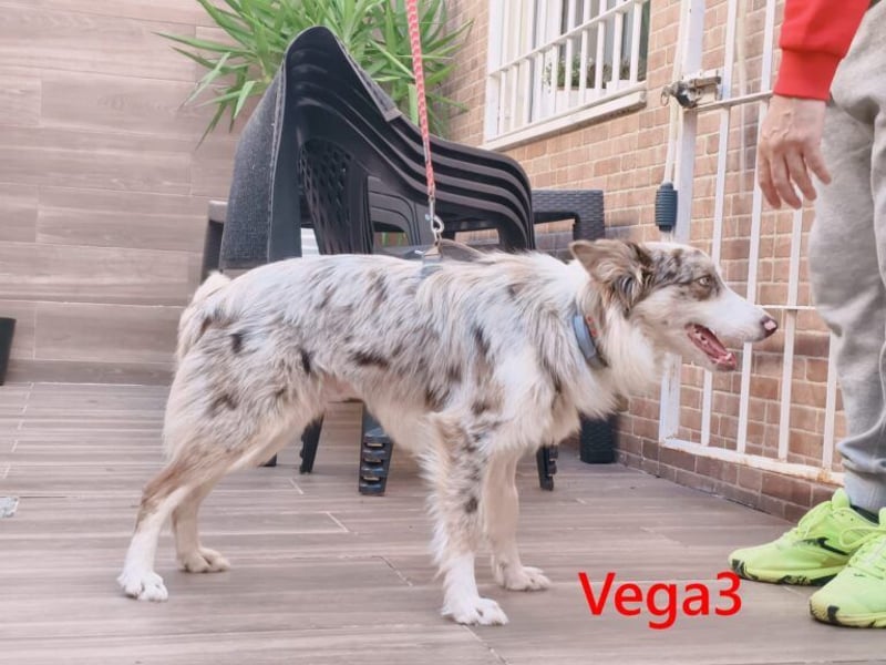 Vega3 geb. 05/2025 (ESP) - wunderschöne, liebevolle Hündin sucht ihr Glück!