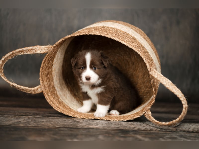 Border Collie Hündin, 10 Wochen, mit Ahnentafel