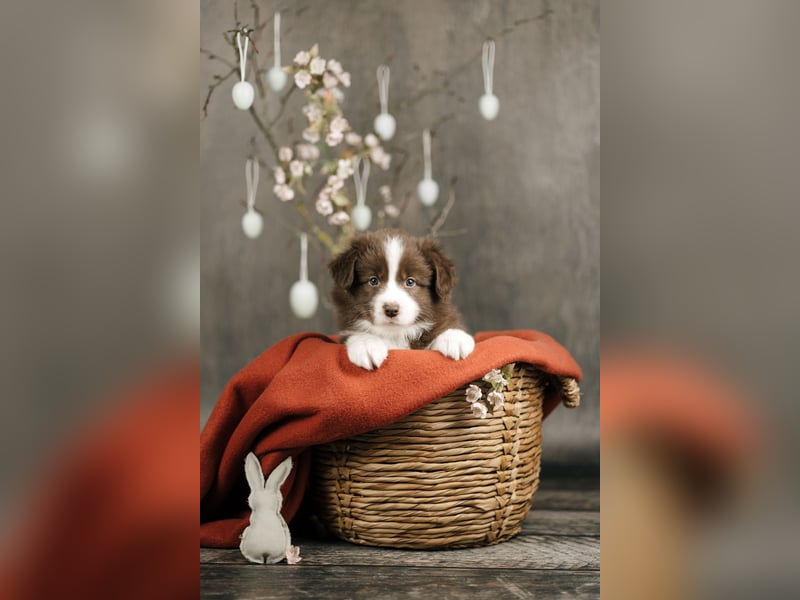 Border Collie Hündin, 10 Wochen, mit Ahnentafel