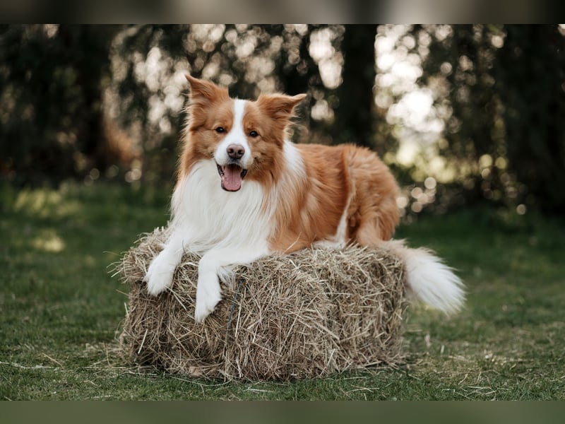 Border Collie Hündin, 10 Wochen, mit Ahnentafel
