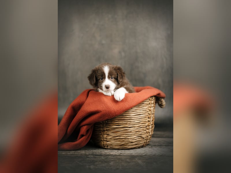 Border Collie Hündin, 10 Wochen, mit Ahnentafel