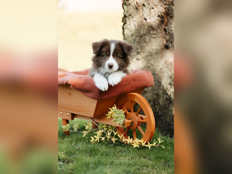 Border Collie Hündin, 10 Wochen, mit Ahnentafel