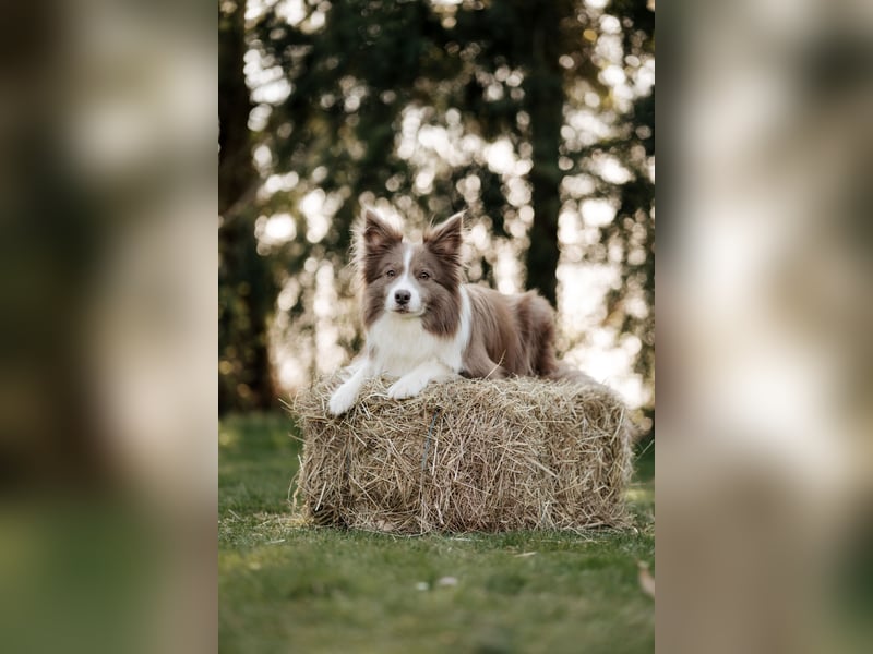 Border Collie Hündin, 10 Wochen, mit Ahnentafel