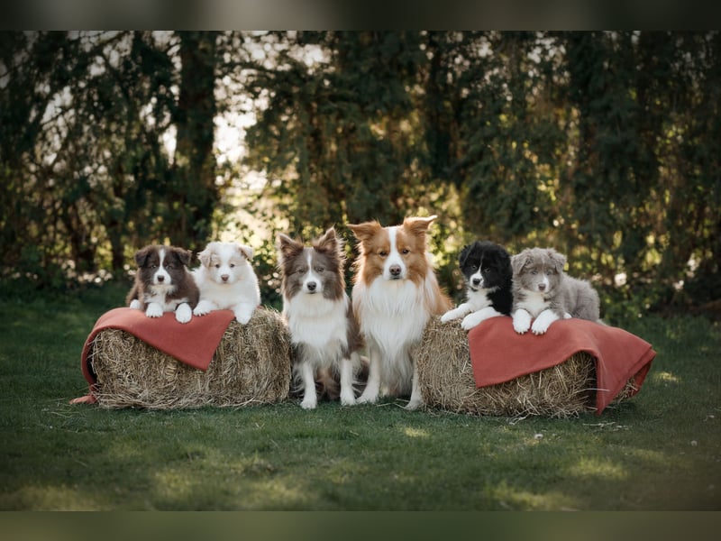 Border Collie Hündin, 10 Wochen, mit Ahnentafel