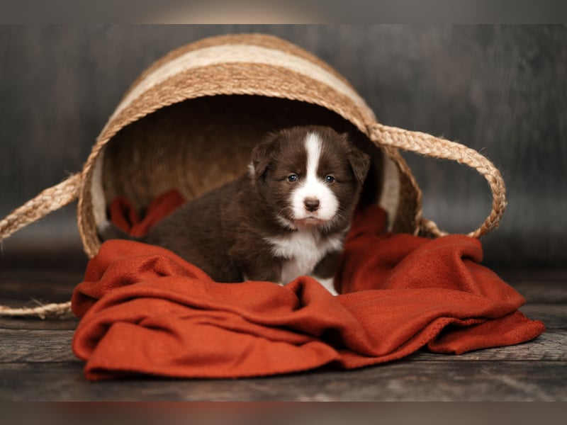 Border Collie Hündin, 10 Wochen, mit Ahnentafel