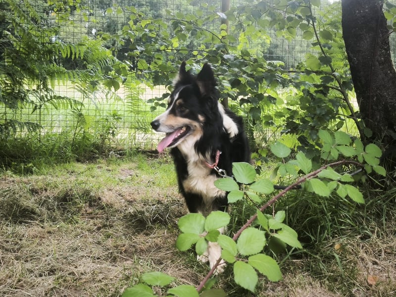 Luca