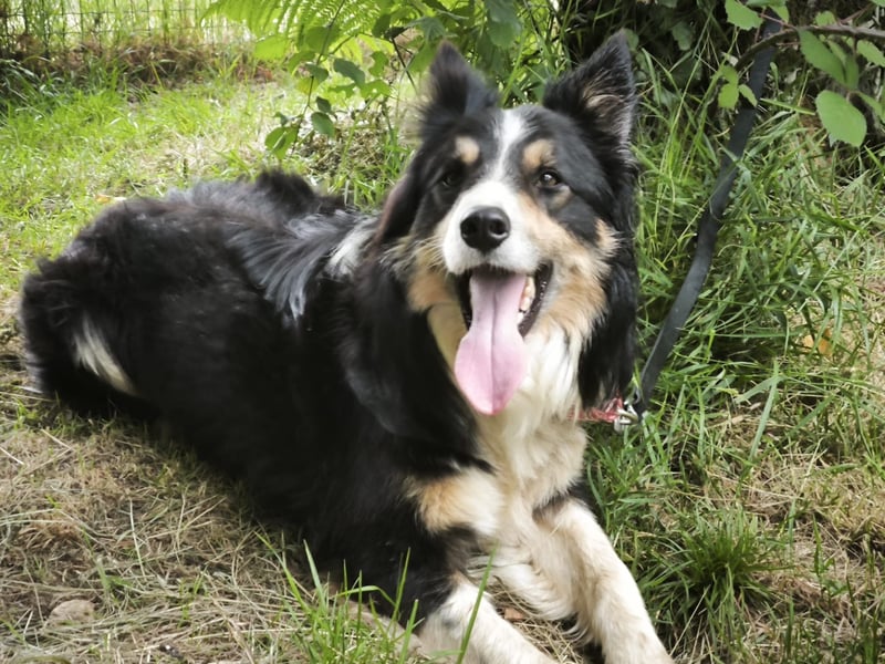 Luca