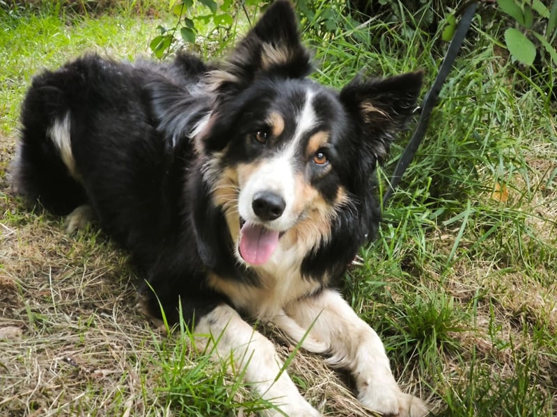 Luca