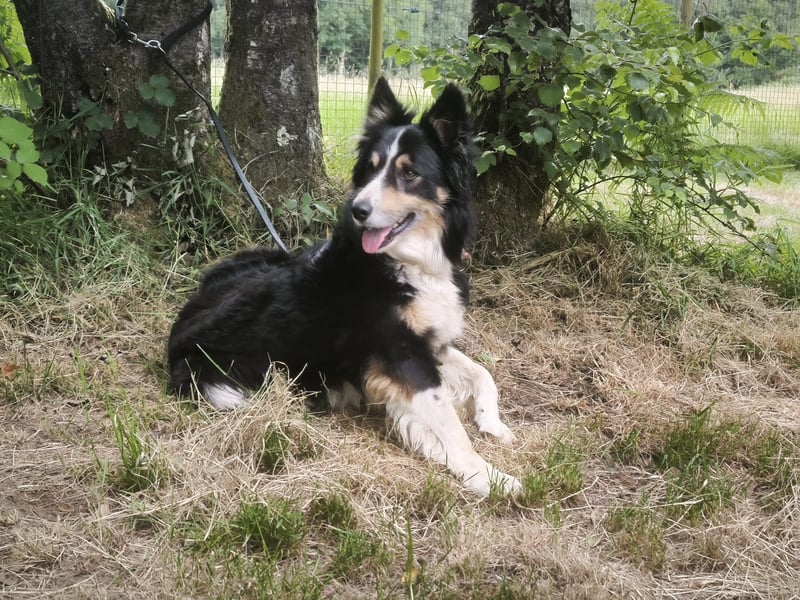 Luca