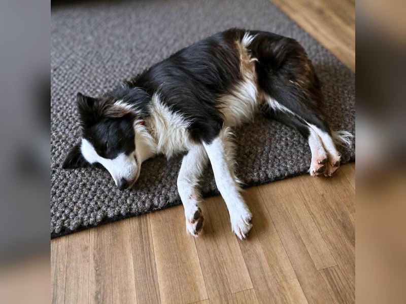 Unglücksrabe Lucky (Border Collie) wartet in 73525 Schwäbisch Gmünd