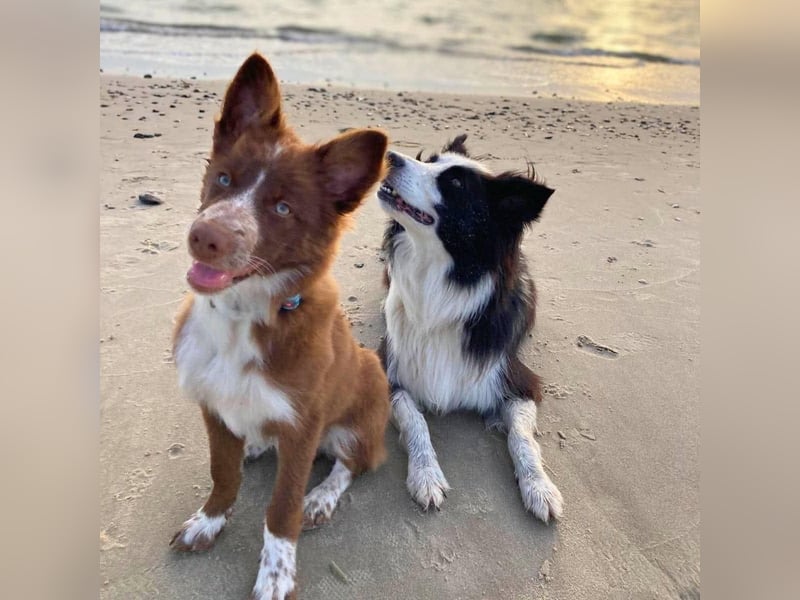 Unglücksrabe Lucky (Border Collie) wartet in 73525 Schwäbisch Gmünd