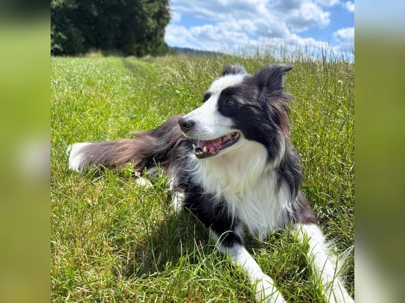 Unglücksrabe Lucky (Border Collie) wartet in 73525 Schwäbisch Gmünd