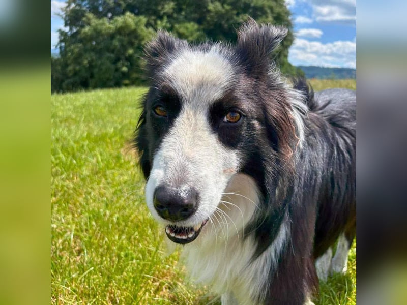 Unglücksrabe Lucky (Border Collie) wartet in 73525 Schwäbisch Gmünd