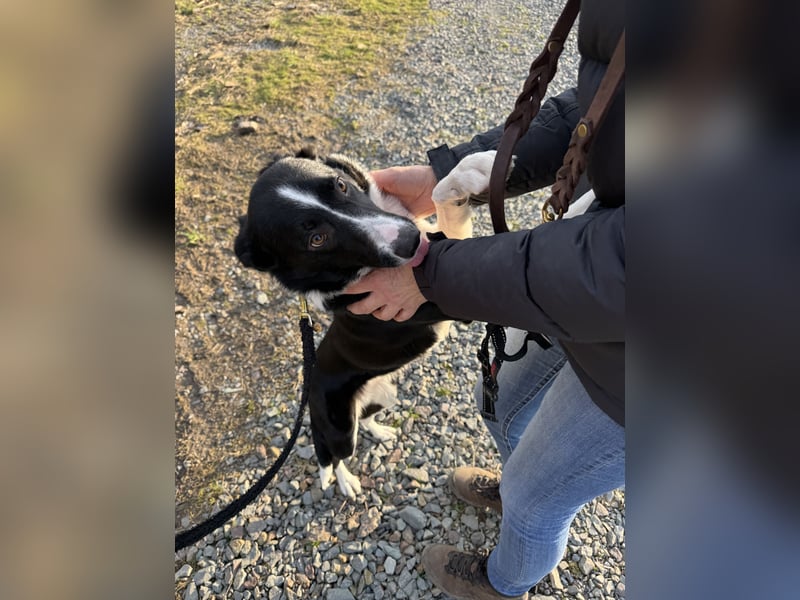 Border Collie Hündin