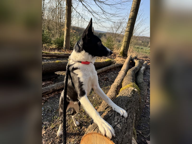 Border Collie Hündin