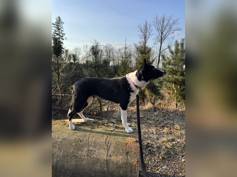 Border Collie Hündin