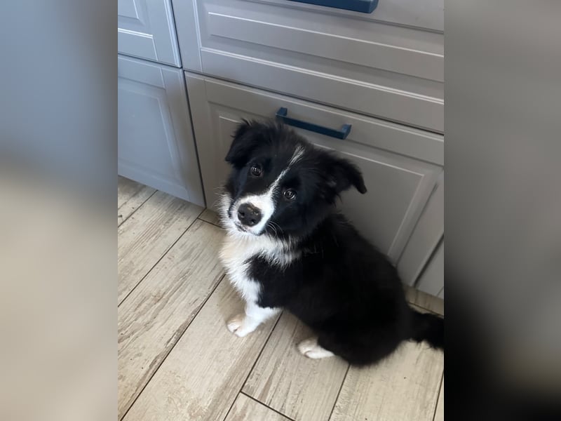 Bordercollie