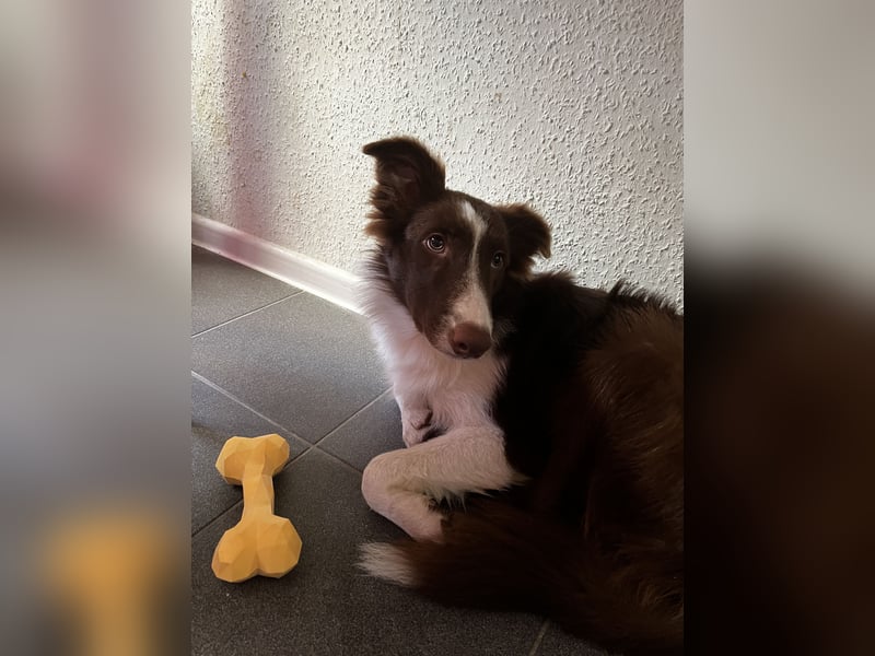 Border Collie Rüde zu verkaufen