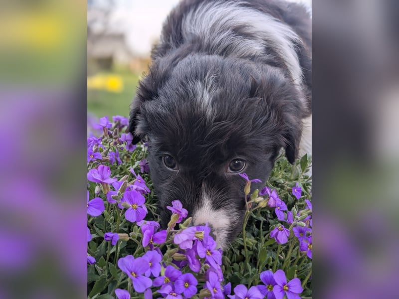 Wurfankündigung Border Collie Welpen Mecklenburger Seenplatte Brandenburg