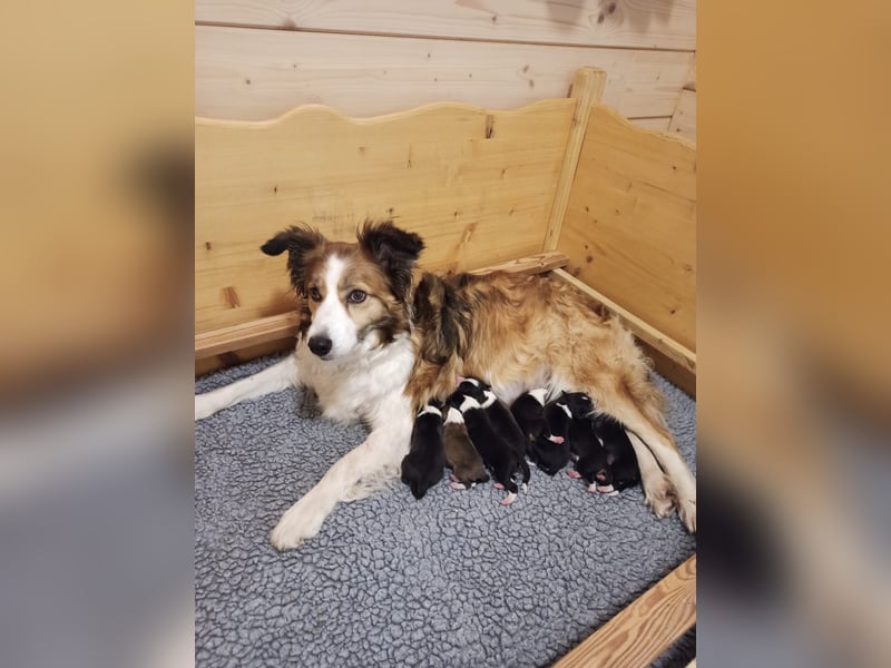 Wurfankündigung Border Collie Welpen Mecklenburger Seenplatte Brandenburg
