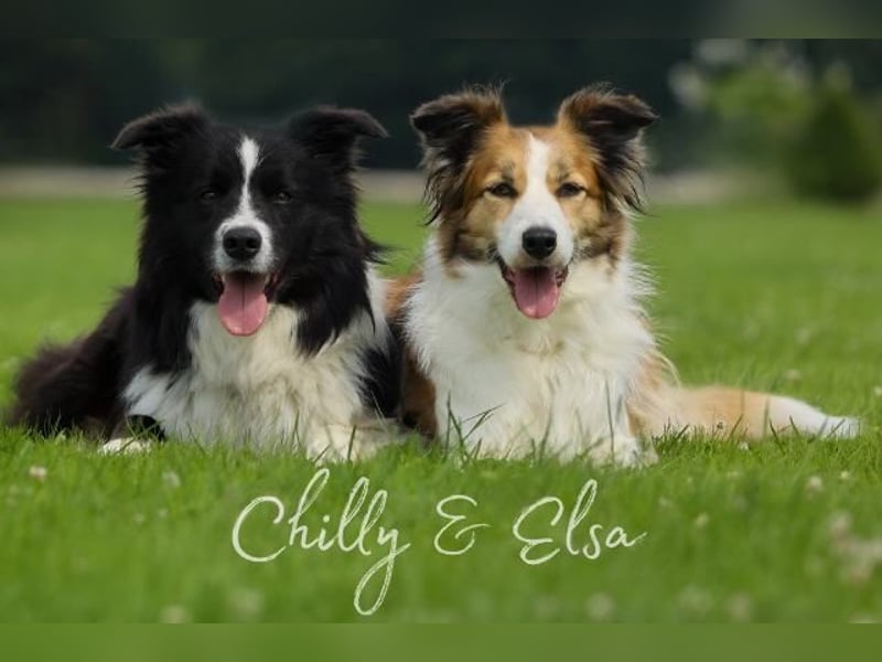 Wurfankündigung Border Collie Welpen Mecklenburger Seenplatte Brandenburg