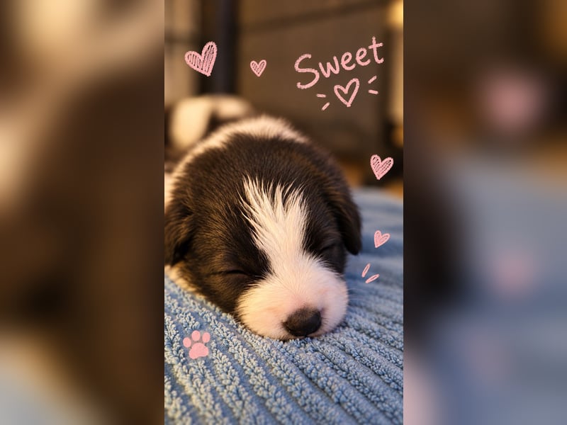 Border Collie welpen