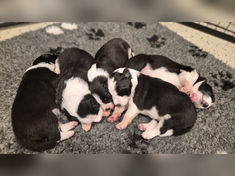 Border Collie welpen
