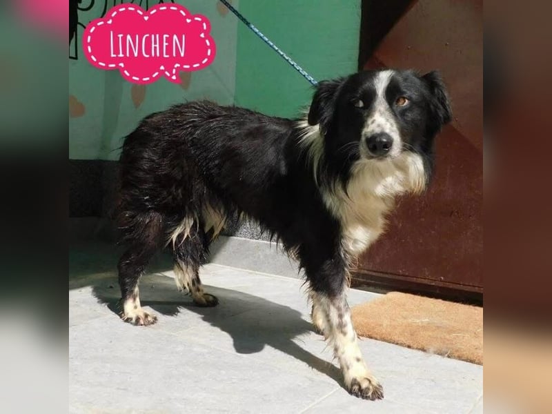Linchen braucht ein richtiges Zuhause
