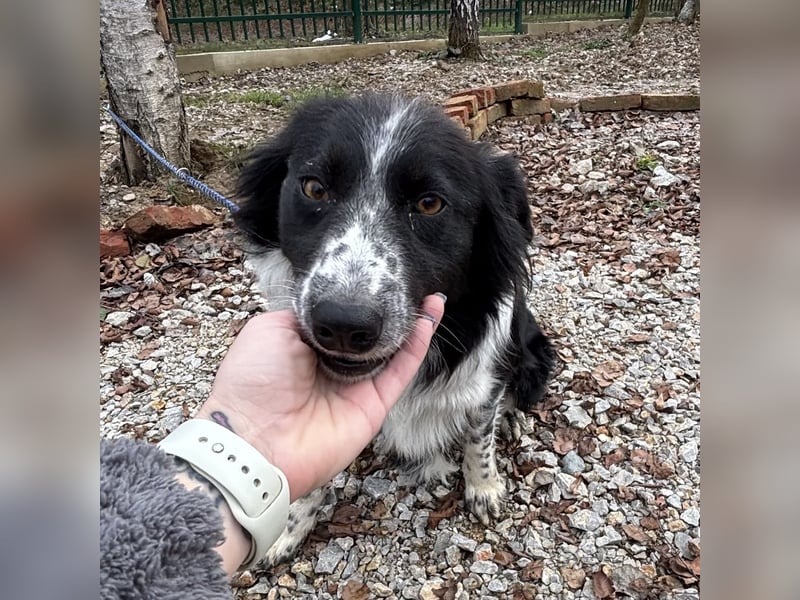 Linchen braucht ein richtiges Zuhause