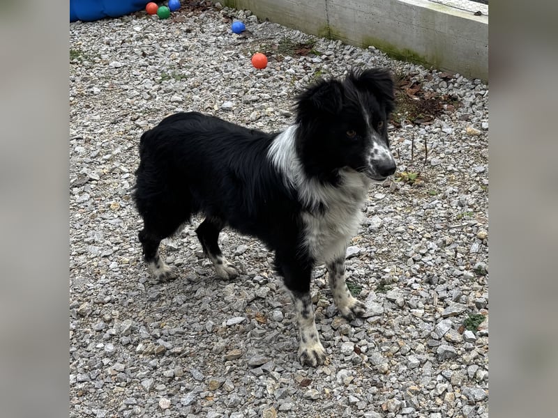 Linchen braucht ein richtiges Zuhause