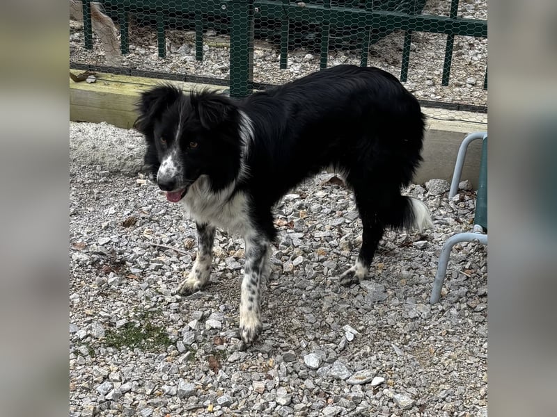 Linchen braucht ein richtiges Zuhause