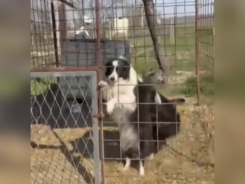 Bobi und Mala - unzertrennlich