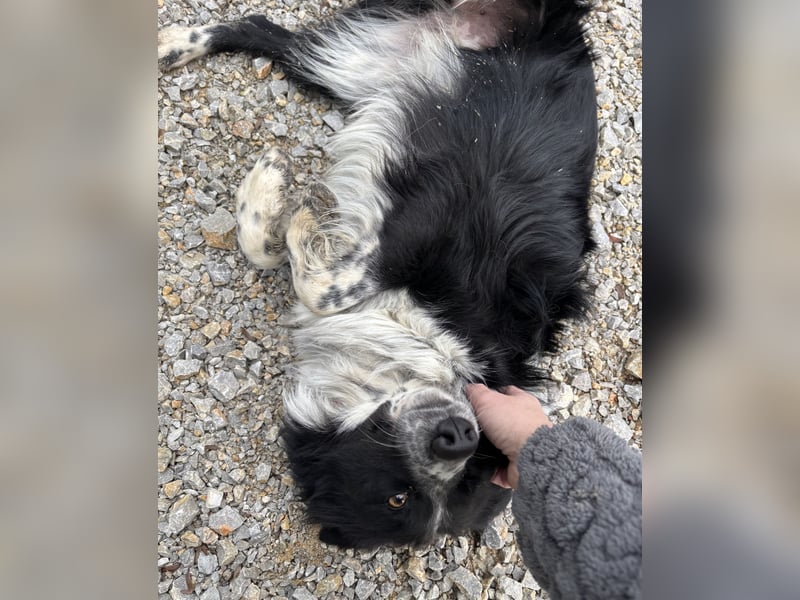 Linchen braucht ein richtiges Zuhause