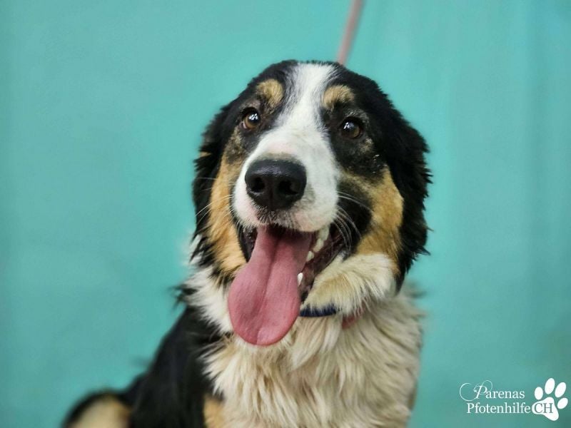 Kalypso ist ausgesprochen anhänglich, menschenbezogen und verschmust