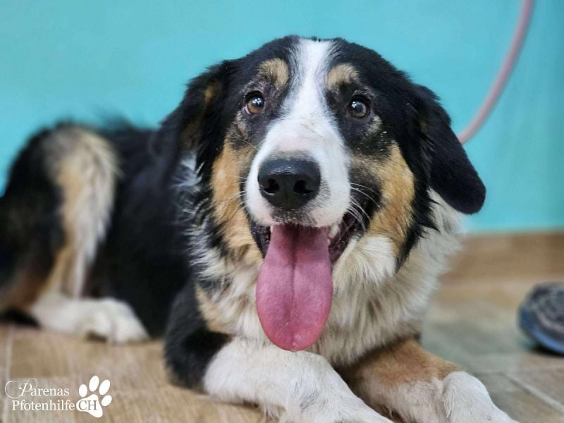 Kalypso ist ausgesprochen anhänglich, menschenbezogen und verschmust