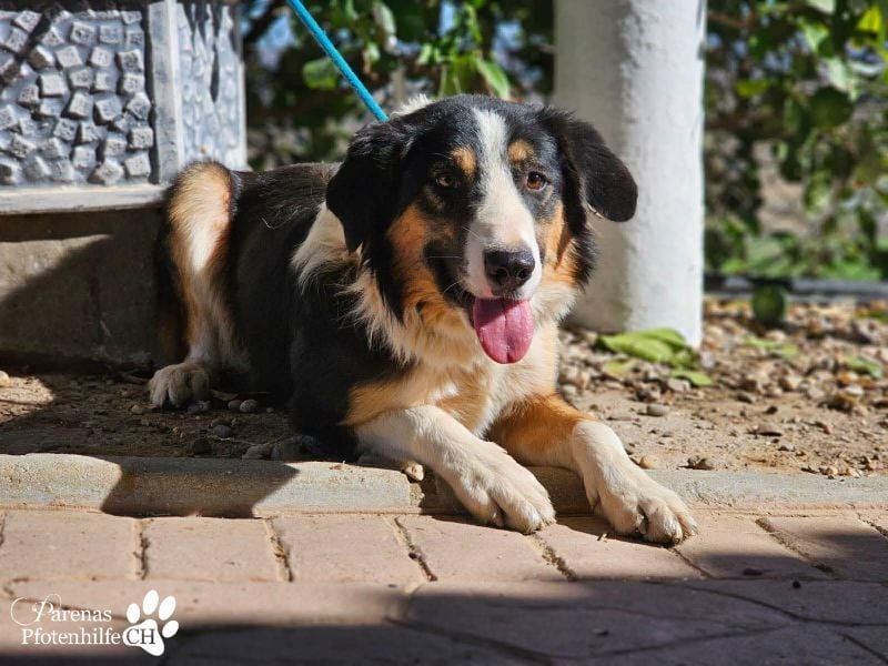 Kalypso ist ausgesprochen anhänglich, menschenbezogen und verschmust