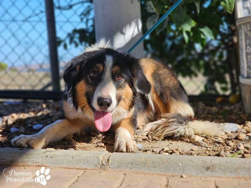 Kalypso ist ausgesprochen anhänglich, menschenbezogen und verschmust